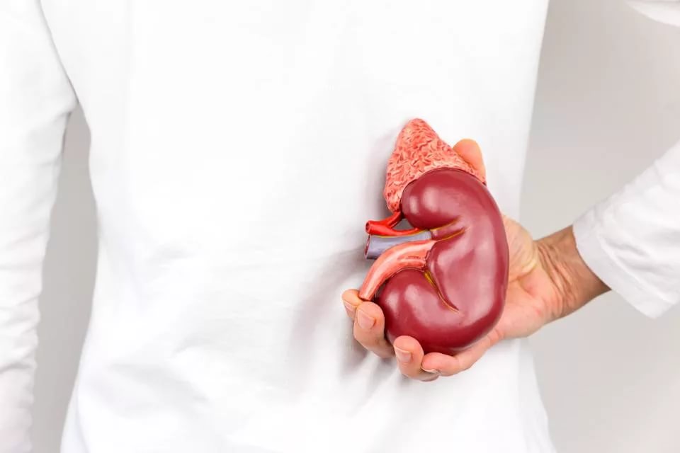 10 curiosidades sobre os rins: saiba mais sobre os órgãos
